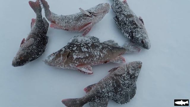 Ловим окуня на труднодоступных озёрах. Мурманская область. смотреть онлайн