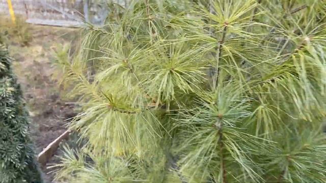 Расщепление всходов ели голубой по цвету при размножении семенами.Питомник "Хвойный дворик" смотреть онлайн