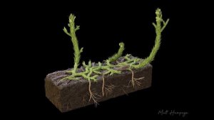 Плауновидные