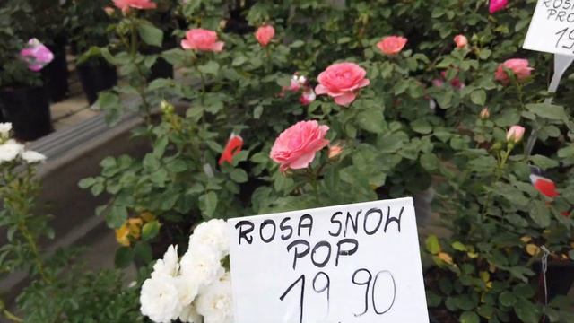Сорта Роз. Цены На Розы. Польша. смотреть онлайн