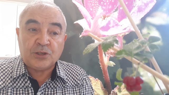 КНЯЖЕНИКА.КУПИТЬ САЖЕНЦЫ ГДЕ.ОБЗОР,ИСТОРИЯ РЫНКА СОРТОВОЙ КНЯЖЕНИКИ.
