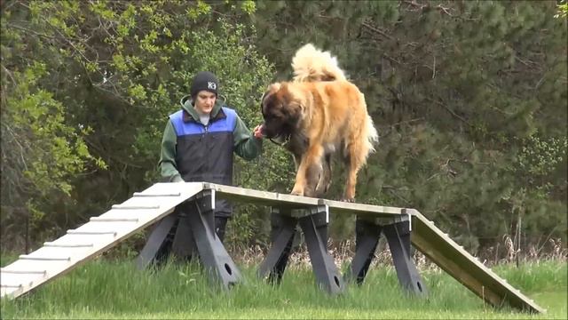 Steven (Leonberger) Boot Camp Dog Training Video смотреть онлайн