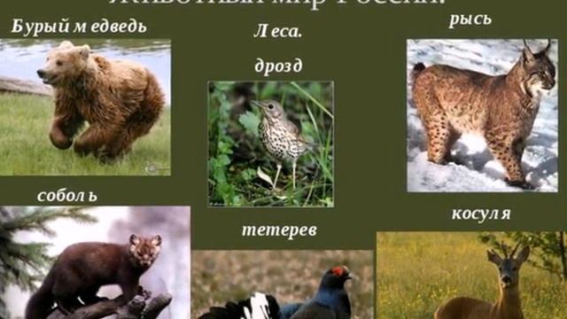 Природоведение. Тема урока: