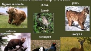 Природоведение. Тема урока:"Животный мир России".