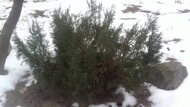 Зимний уход за можжевельником. Садовый центр BigSad смотреть онлайн