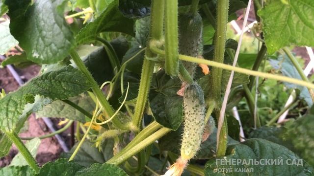 В Августе 30 капель на литр воды Омолодит все растения! И огурцов с томатами нарастет немерено! смотреть онлайн