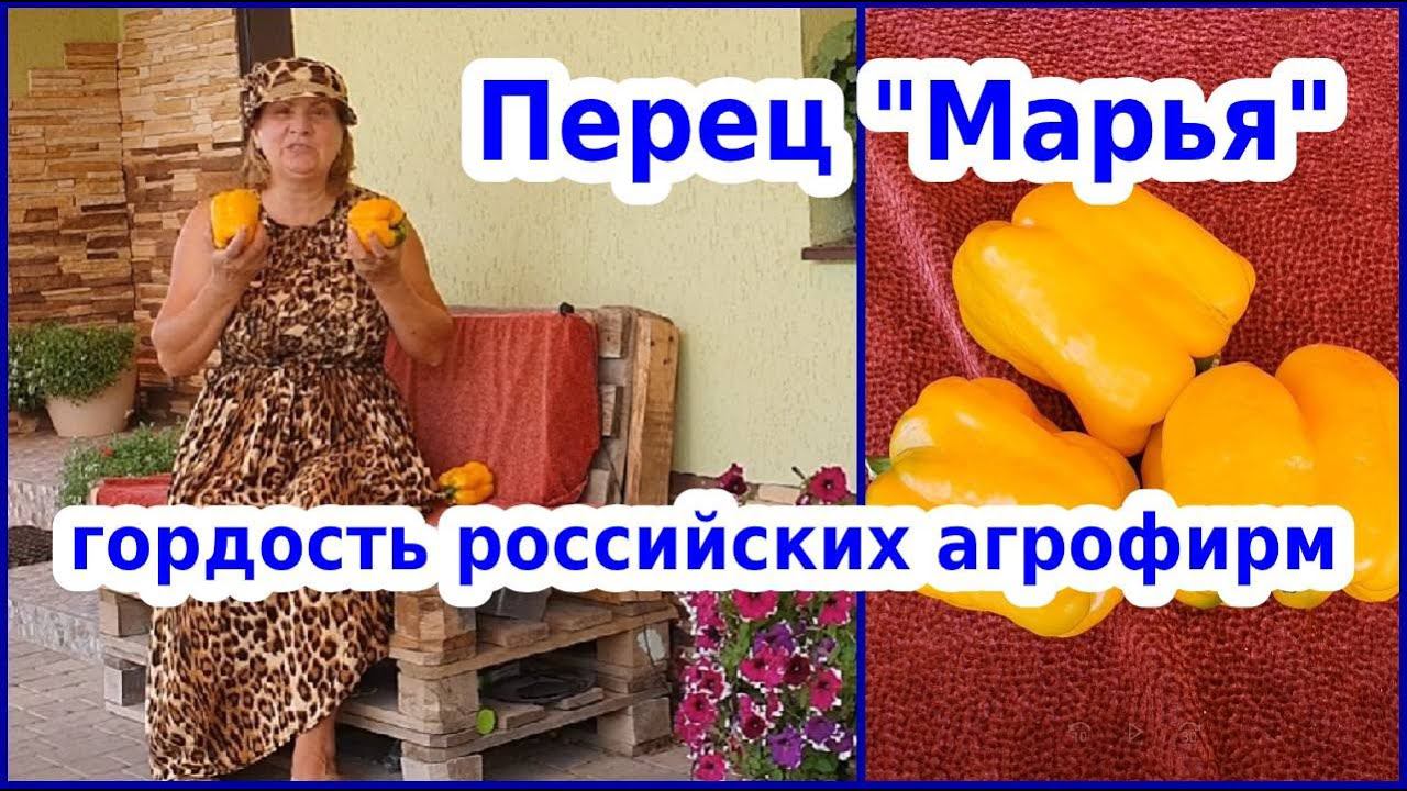 Сладкий перец Марья - обзор урожайного желтого перца