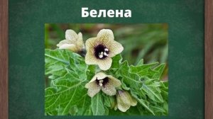 Ядовитые растения