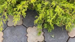 Можжевельник / Можжевельники привожу в порядок