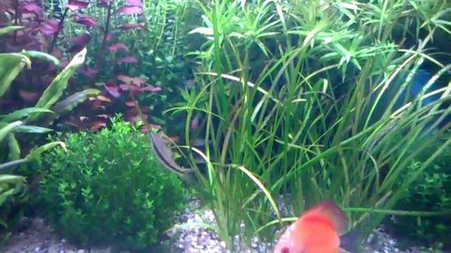 Аквариум с рыбками и растеняими от Maksk смотреть онлайн