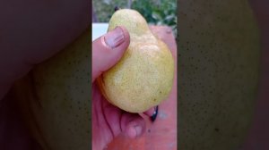 груша Вильямс летний
