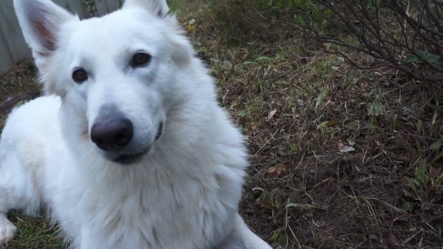 Ёж на даче. Собака и ёж смотреть онлайн