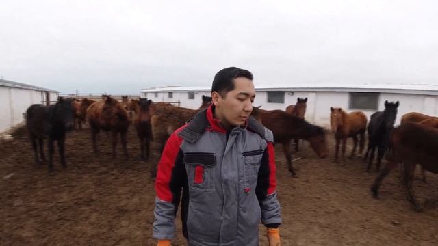 Откорм лошадей на мясо. Кормление лошадей / Жылқы бордақылау. смотреть онлайн