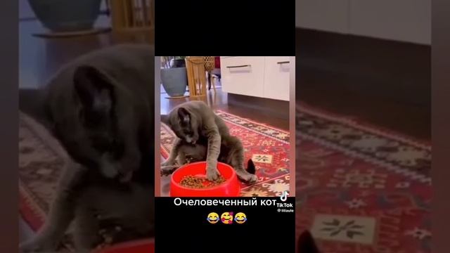 Если кушать, то только так.mp4