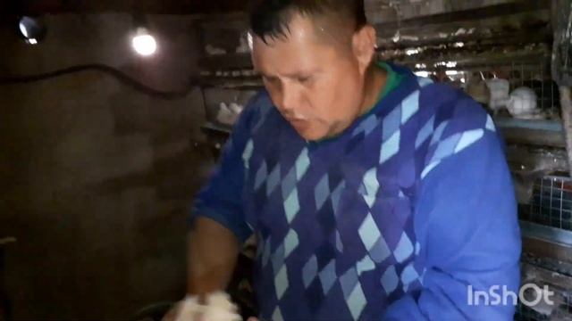 Отбираем птицу на материнское стадо,компануем клетки. смотреть онлайн