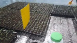 подкормка рассады томата кальцием
