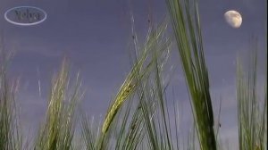 Притча о маме - Ангел хранитель