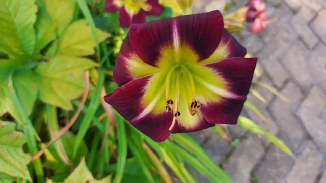 Расцвели уже цветочки (4) смотреть онлайн