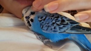 Ручной Выставочный волнистый попугай (Чех)