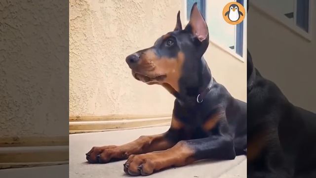 Для любителей добермана ? Смешные и симпатичные собаки Добермана смотреть онлайн