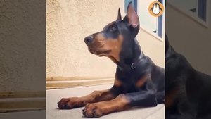 Для любителей добермана ? Смешные и симпатичные собаки Добермана