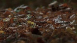 ЛИСТОПАД / Иван Бунин. Читает Мария Ронжина, 16 лет. #лесточнотеремрасписной #аудиостихи