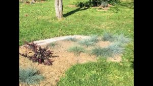 Овсяница - почвопокровная и альпийская красавица. Первый год.