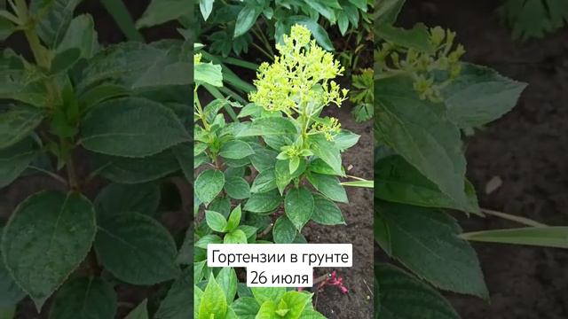 Гортензии в грунте 26 июля #flower #garden #plant #гортензия