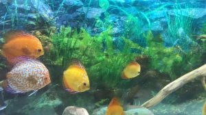 Префильтр EHEIM минусы и плюсы