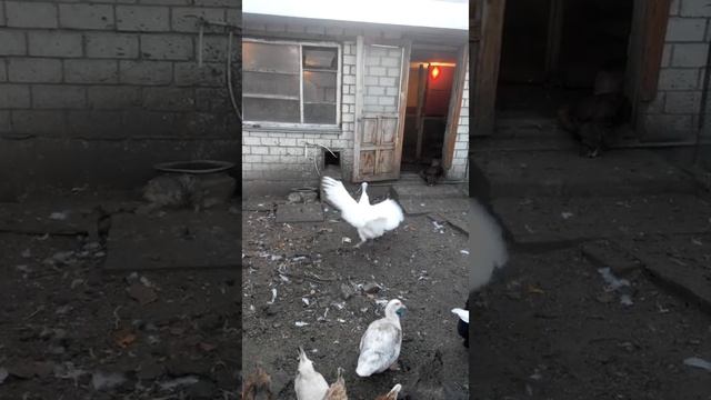 Индюк и петух. смотреть онлайн