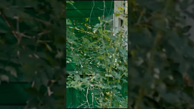 Нападение на сотрудников полиции (Дельфин 2) #рекомендации #shorts #сериал