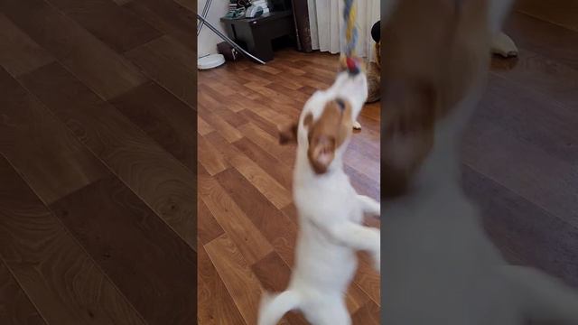 любитель ухватить и укусить #джекрасселтерьер #shortsyoutube смотреть онлайн