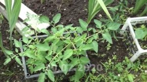 Выращивание томатов из пасынков в ящиках