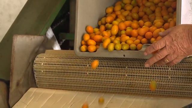 Celebrating the kumquat смотреть онлайн