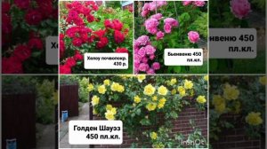 Саженцы роз в наличии на осень 2023 года, Питомник роз "Успех" г.- к. Анапа