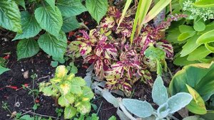 Готовая клумба. СХЕМА посадки. ЧТО с ЧЕМ посадить