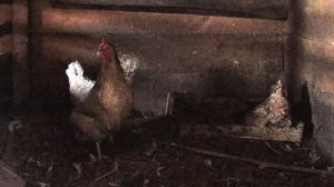 Курица кудахчет