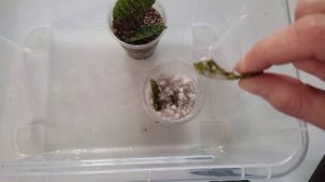 Как укоренить пеперомию в вермикулите и перлите