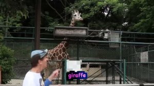 At The Zoo With Matt _ Zoo Song For Children, Wild Animals _ Learn English Kids