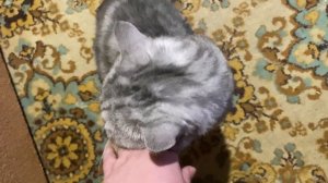 Шотландский прямоухий кот мраморный. Скоттиш страйт.