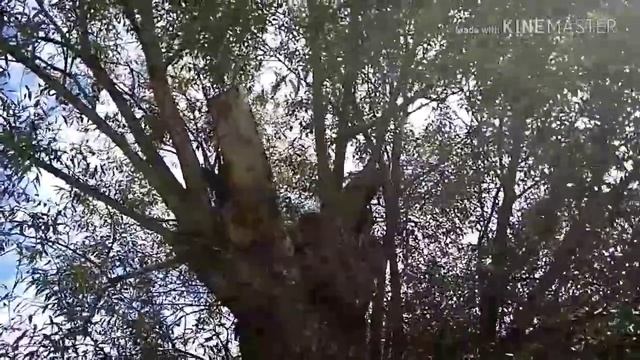 22. Пост. Постная еда. Преображение Господне!!!! С праздником всех!!!! смотреть онлайн