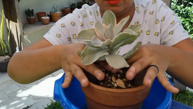 Echeveria Decora // Trasplante // Any Grc