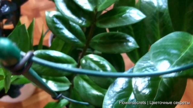 ПОЧЕМУ ЖЕЛТЕЮТ ЛИСТЬЯ У ЗАМИОКУЛЬКАСА? 10 ПРИЧИН И РЕШЕНИЙ | flowersecrets
