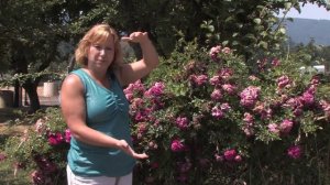 Rose Gardening : How to Grow Double Knock Out Roses