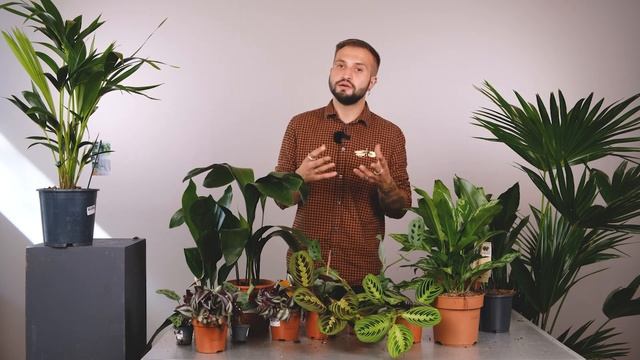 Теневыносливые растения | Советы от Ильи Гомыранова