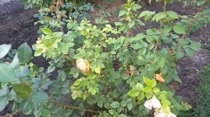 Пересадка черенка Розы Пэт Остин.