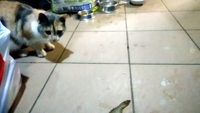 Кошка Милания ест живую рыбу, которую я выловил из пруда... Из серии - Пруд - Лучший аквариум!