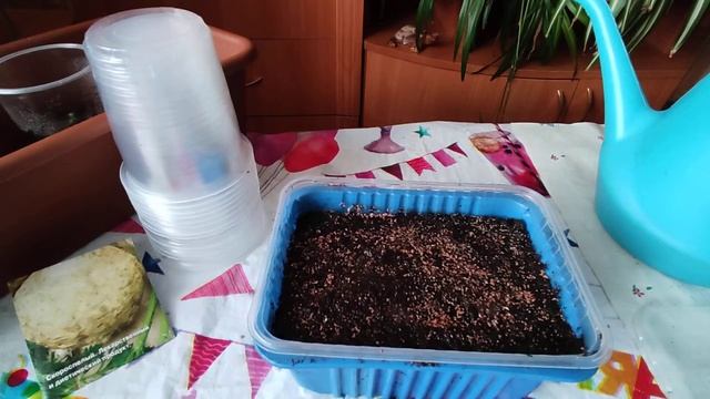 КОРНЕВОЙ СЕЛЬДЕРЕЙ ПОСЕВ! СЕЮ ТОЛЬКО ТАК! смотреть онлайн