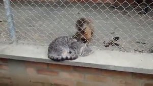 Обезьяна ухаживает за кошкой