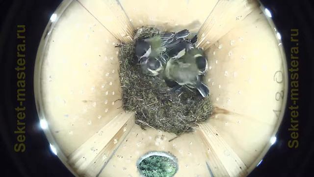 Птенцы синицы в скворечнике 16-й день жизни / Таймлапс наблюдение за птицами смотреть онлайн